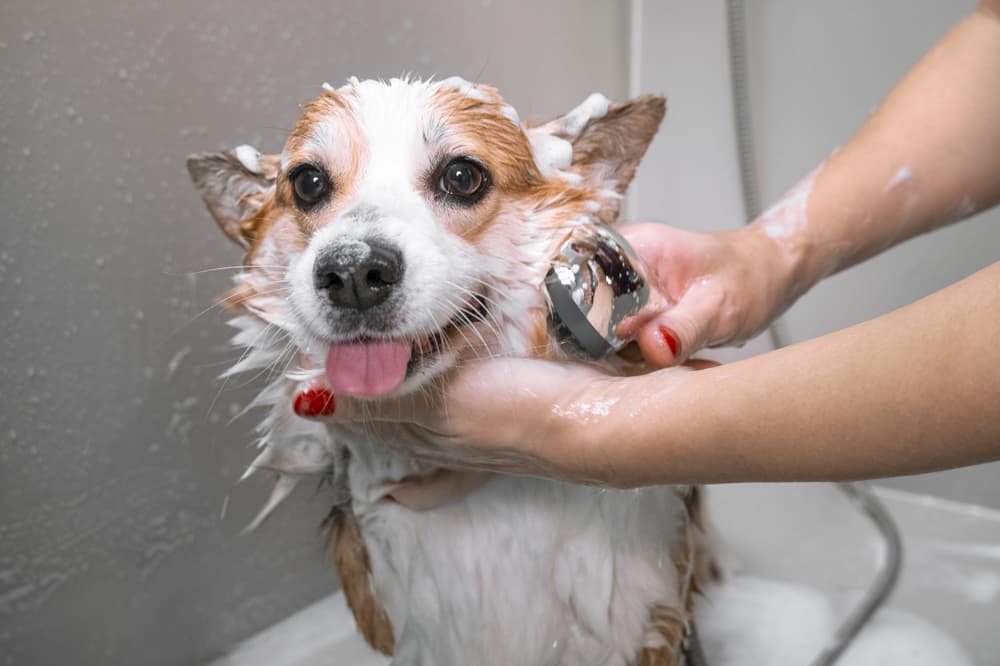 Köpeklerde Tüy Bakımı Nasıl Yapılmalıdır?